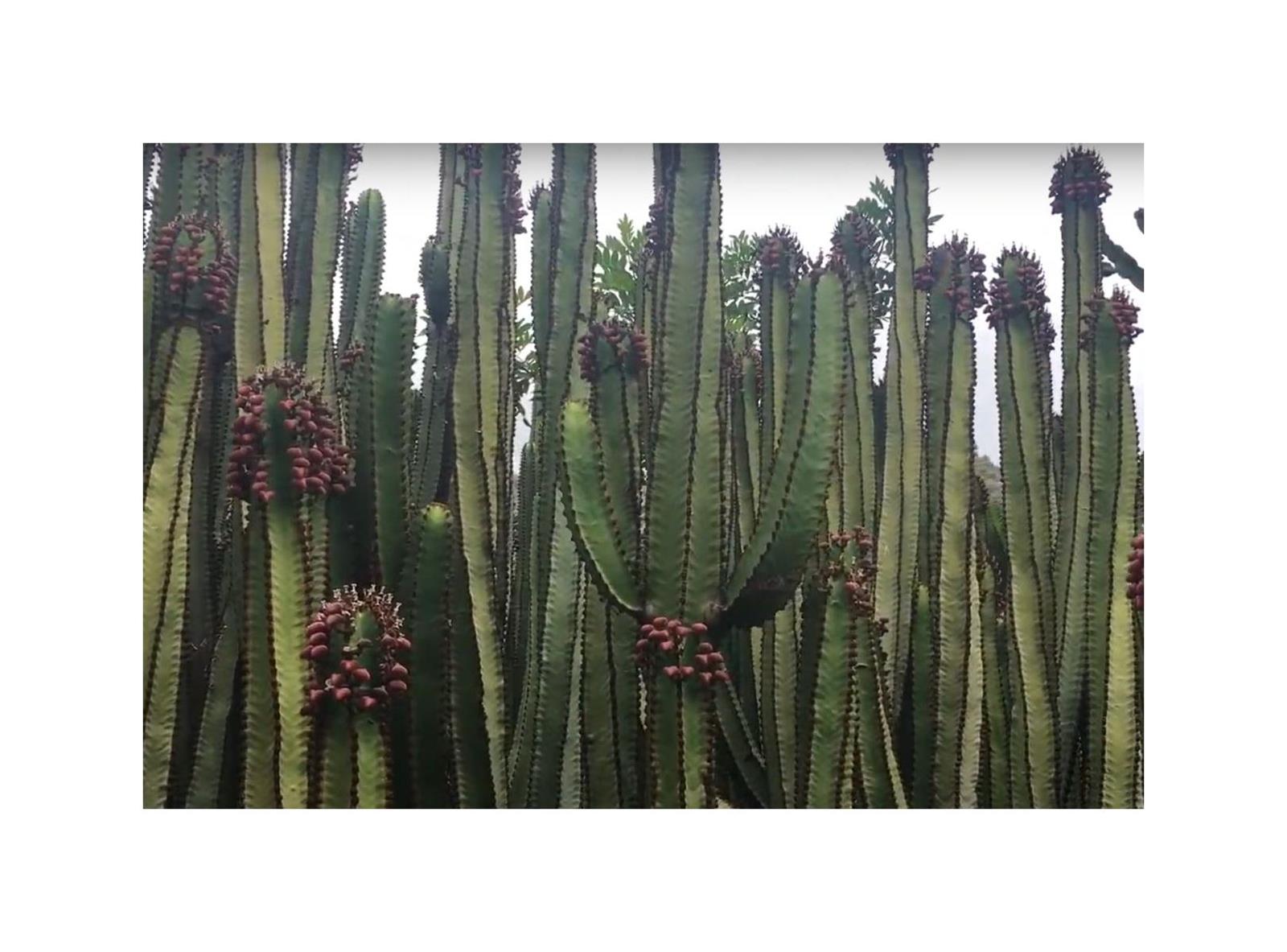 2x Euphorbia canariensis Kanaren Wolfsmilch Garten Pflanzen Samen ID1317
