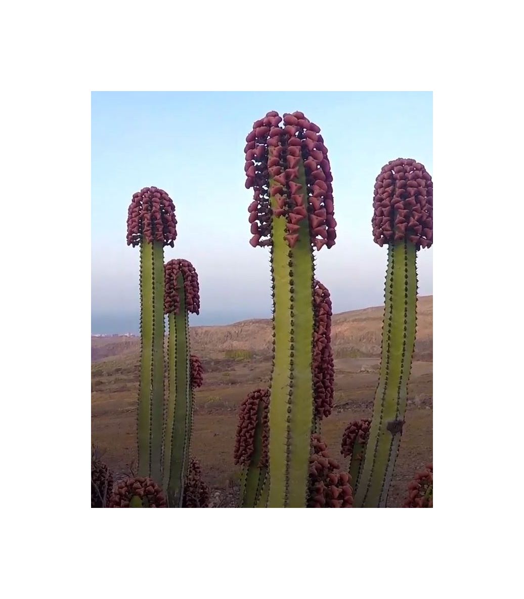 2x Euphorbia canariensis Kanaren Wolfsmilch Garten Pflanzen Samen ID1317