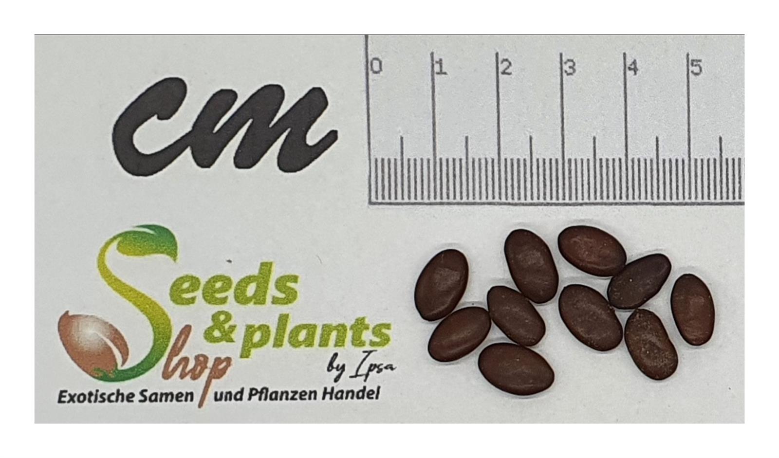 10x Gleditsia triacanthos Gleditschie Garten Pflanzen Samen ID1363