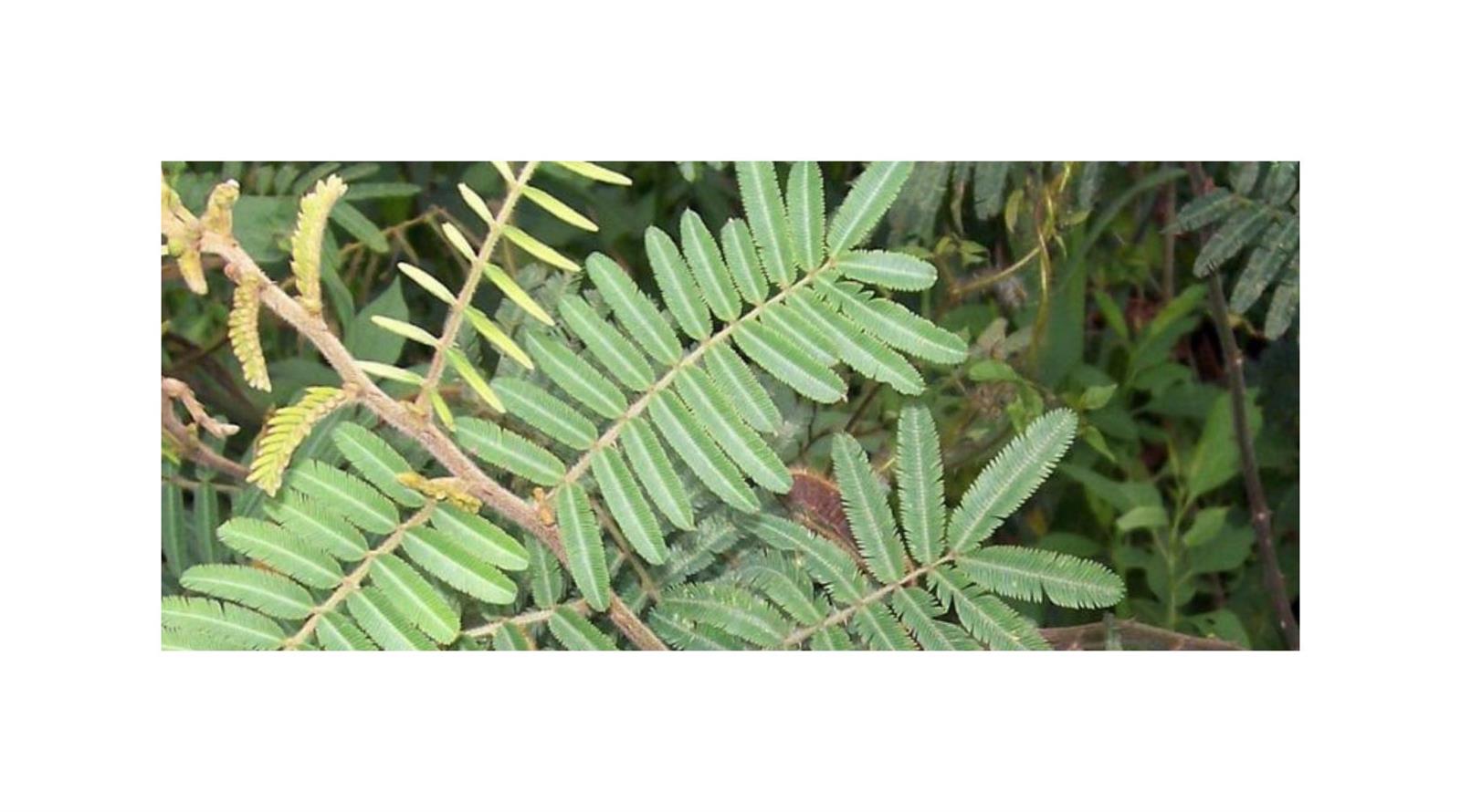 10x-mimosa-pigra-schwarze-mimose-pflanzen-samen-id1417