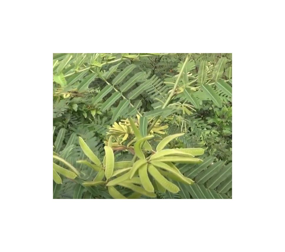 10x-mimosa-pigra-schwarze-mimose-pflanzen-samen-id1417