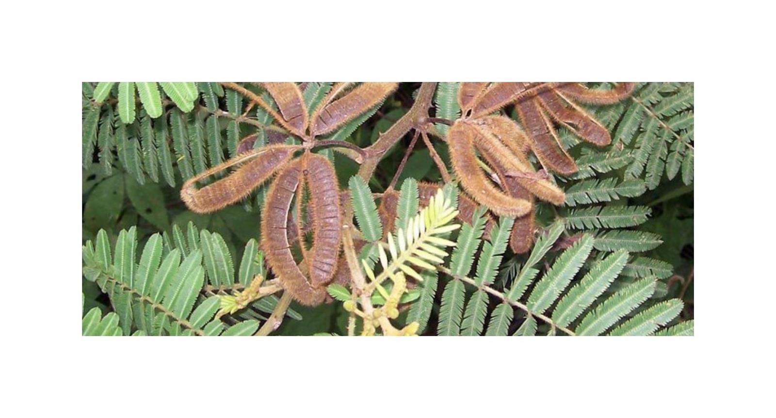 10x-mimosa-pigra-schwarze-mimose-pflanzen-samen-id1417
