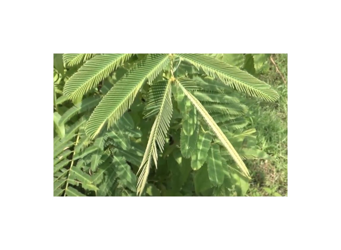 10x-mimosa-pigra-schwarze-mimose-pflanzen-samen-id1417