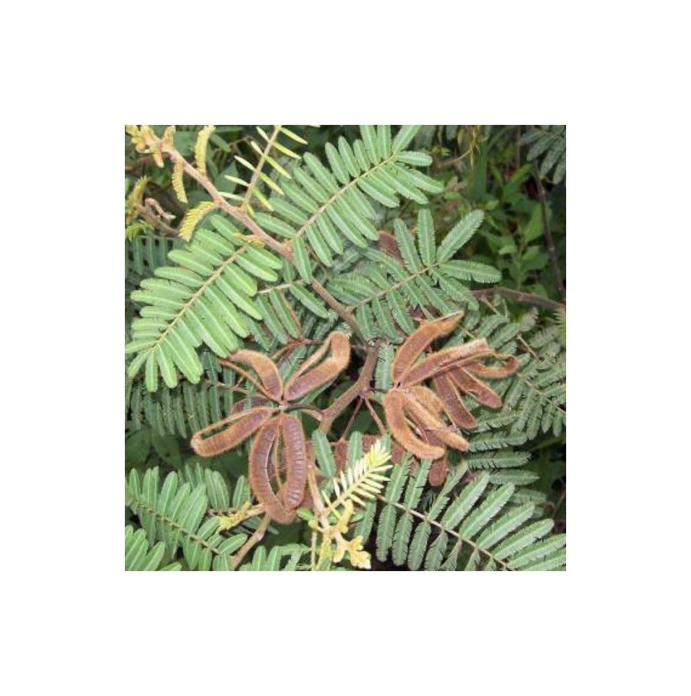 10x-mimosa-pigra-schwarze-mimose-pflanzen-samen-id1417