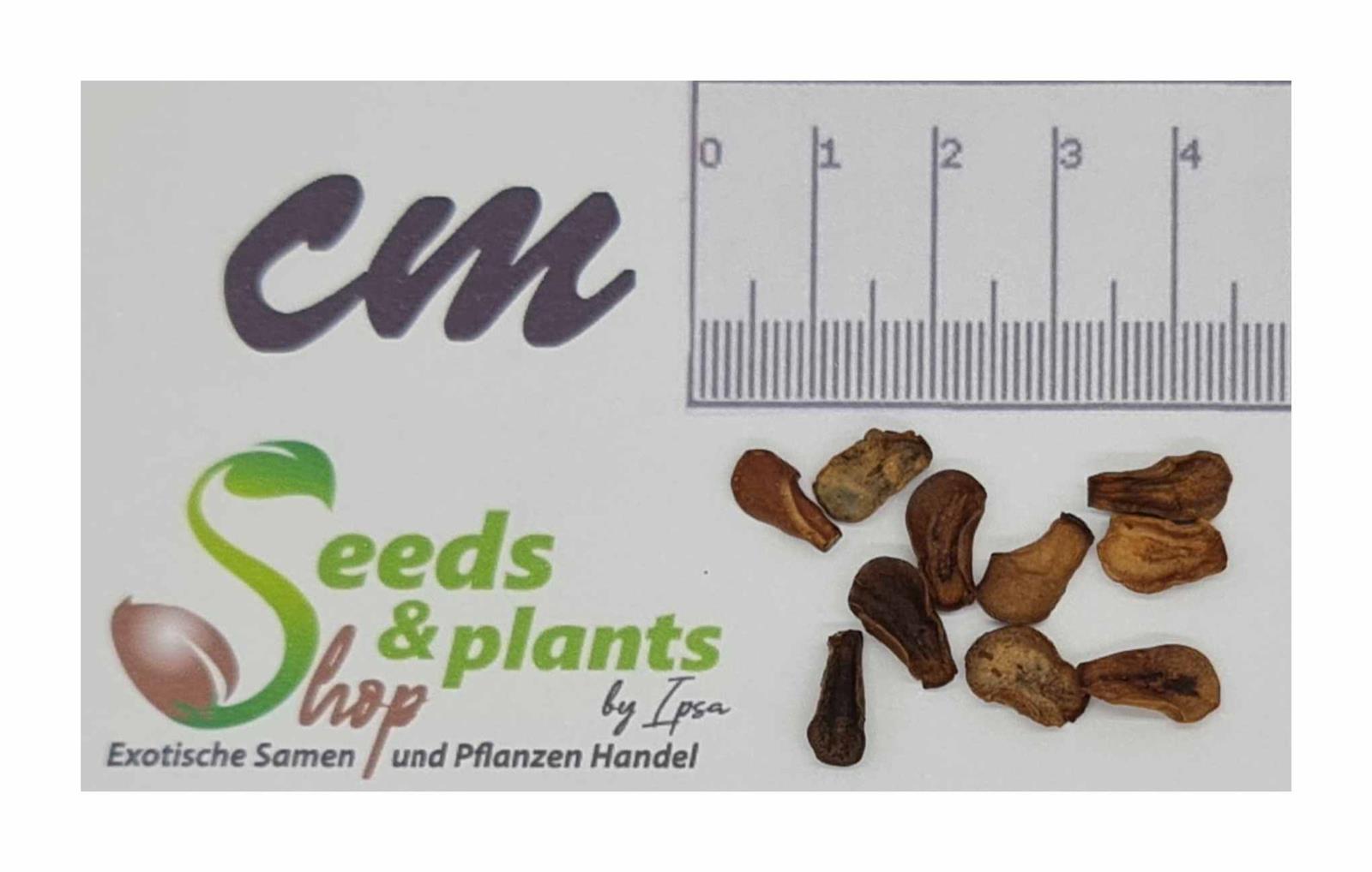 10x Amalocalyx microlobus Mehrjhrige Garten Pflanzen - Samen B87