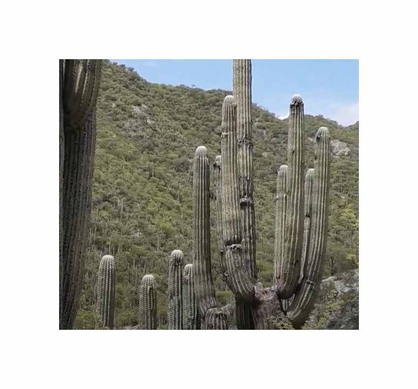10x Neobuxbaumia tetetzo - Higos de Teteche - Cactus Plants - Seeds ID1663