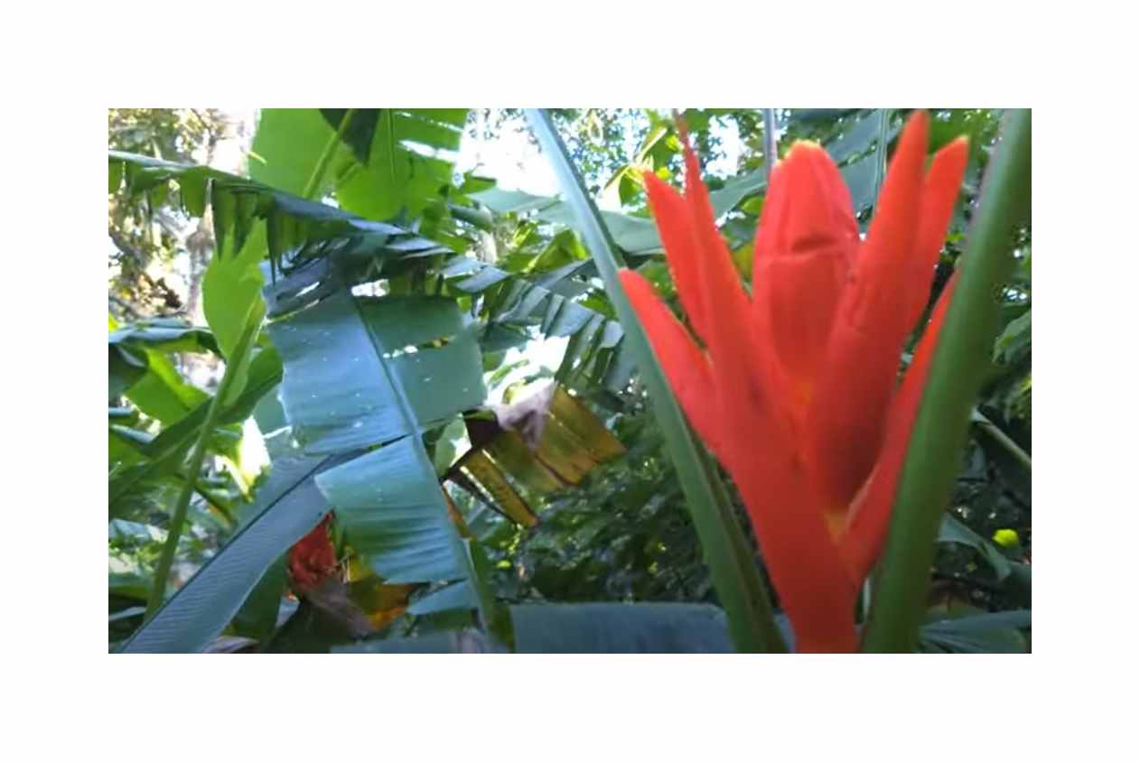 rote bananenpflanze Rote Zierbanane - Ensete ventricosum Maurelii main image 1