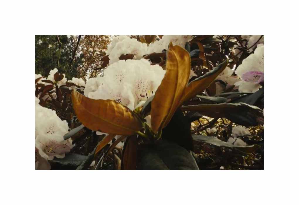 5x Rhododendron grande - Silber-Rhododendron Strauch Pflanzen - Samen ID1719