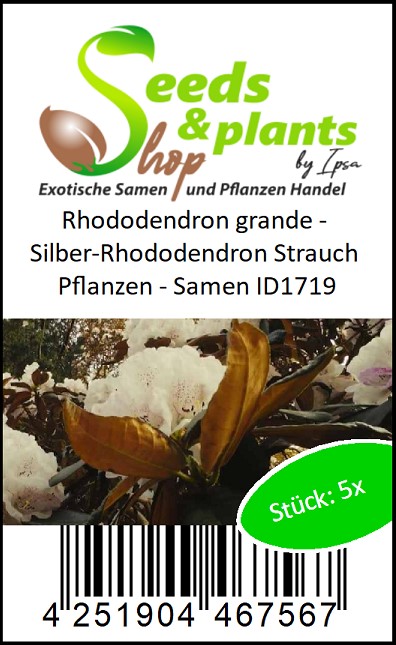 olivenbume kaufen holland Groer Olivenbaum, 100-110cm  Green Me Up