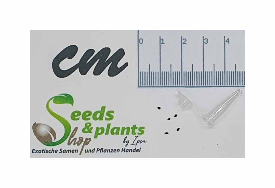 5x Browningia viridis Kaktus essbare Frchte Marmelade Pflanzen - Samen  ID1741