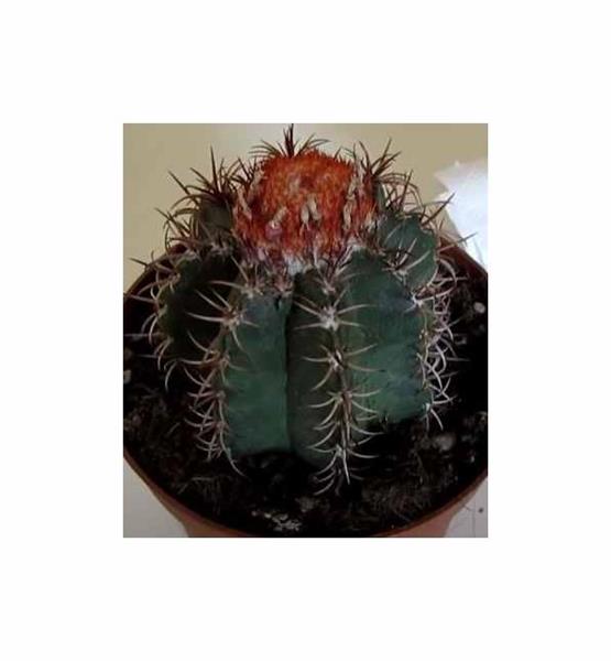 mammillaria toluca Nipple Cactus