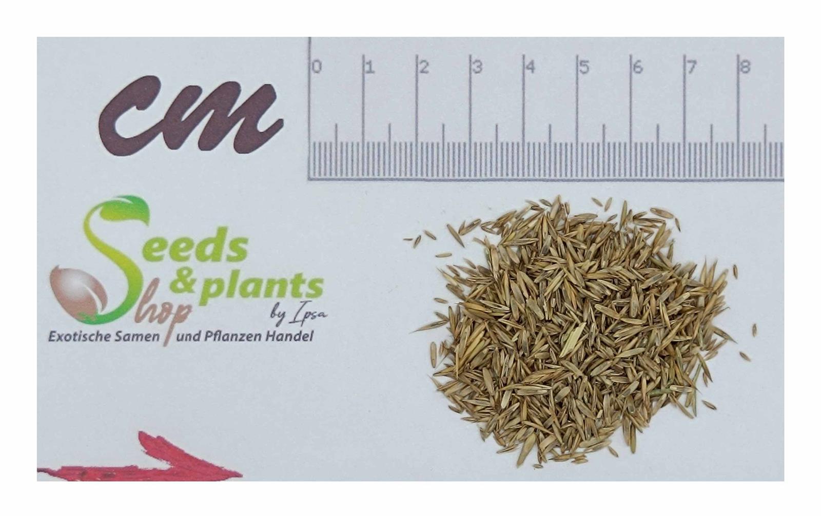 0,5 kg Rasensamen Schotterrasen Formsteinbegrnung Garten Pflanzen - Samen  F-S3