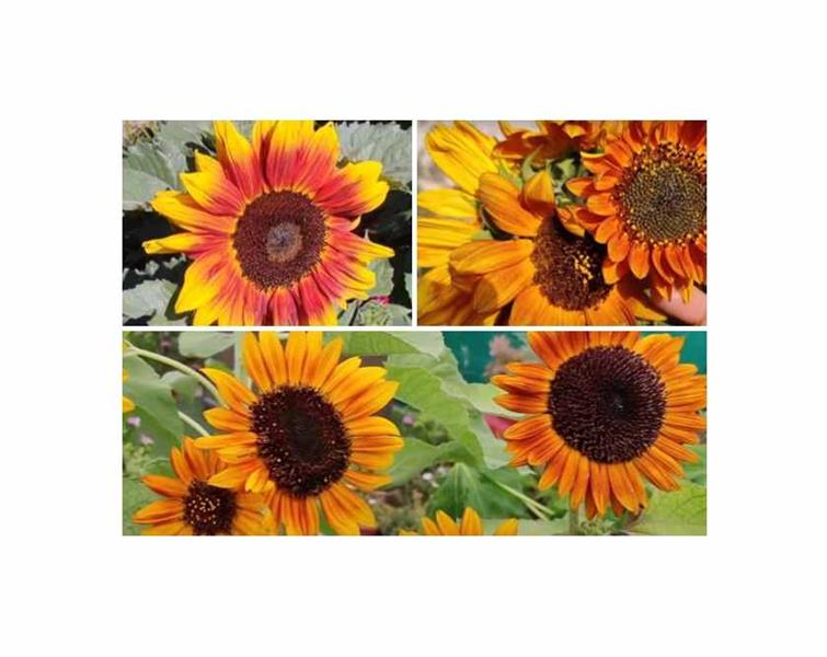 2 g Saatgut Sonnenblumen Kleinblumige Mischung Garten Pflanzen - Samen  F-S509 | eBay.de
