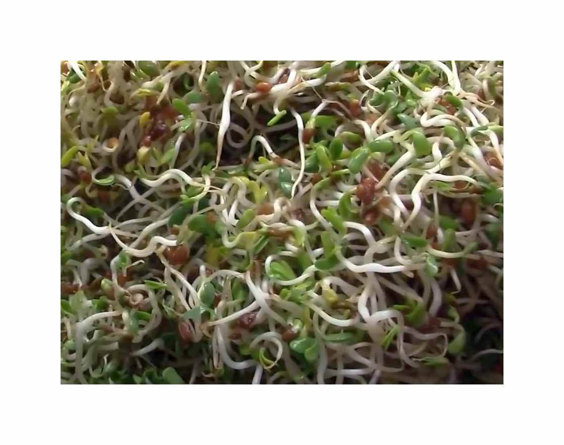 Samen Afer 50 g Keimsprossen (Bio) Alfalfa Garten Pflanzen - Samen F-S676