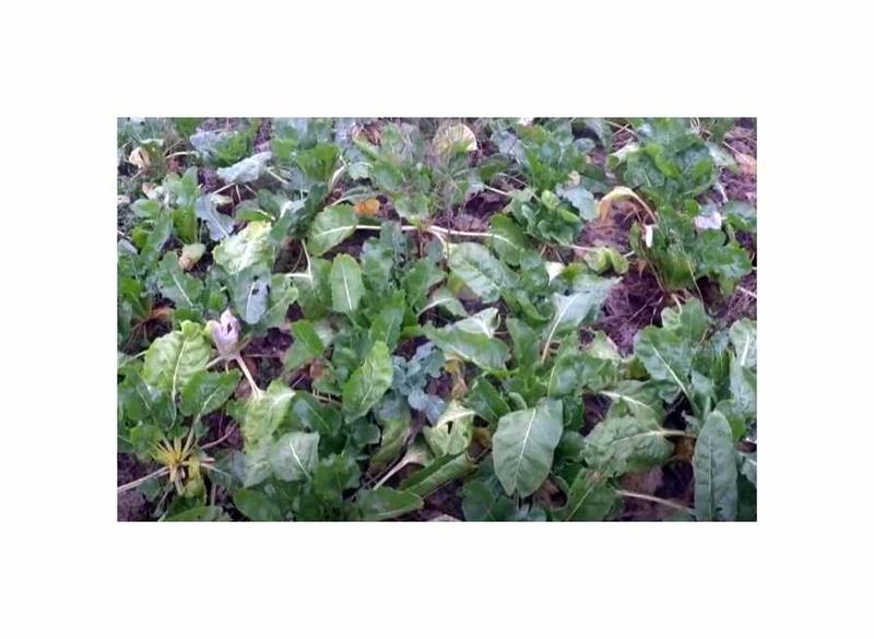 1 kg Futterrben Eckdorot Garten Pflanzen - Samen F-S25 | eBay.de