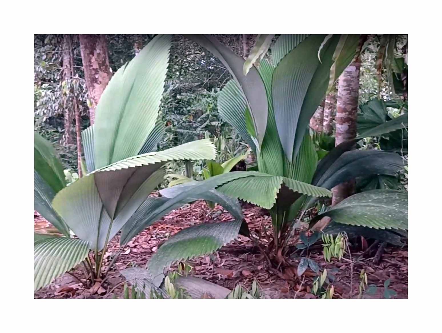 Samen Afer 2x Johannesteijsmannia altifrons Palme Garten Pflanzen - Samen ID1843