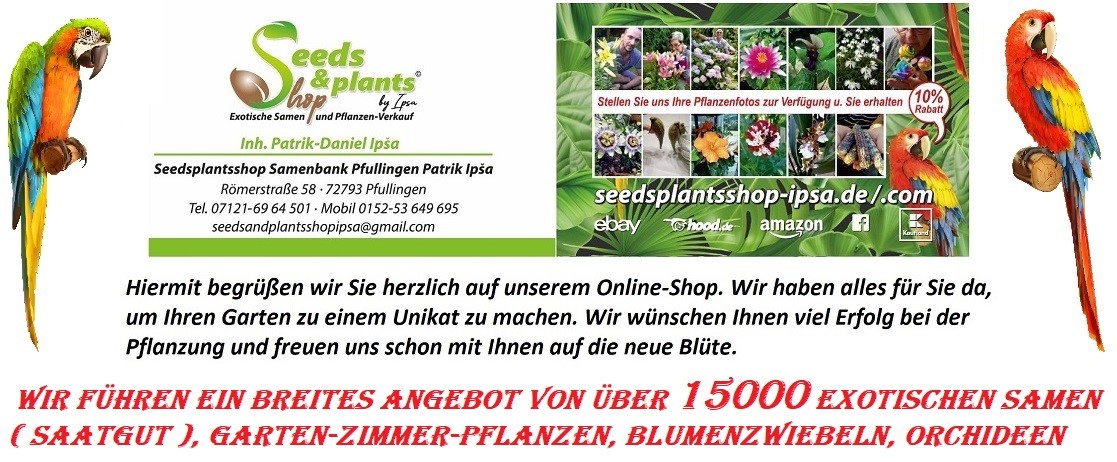 Seeds Plants Shop Samenbank Pfullingen Patrik Ipsa Stk Samen ID1032 10x Zingiber zerumbet Mehrjährige Garten Pflanzen 