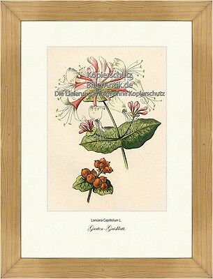 Garten-Gaisblatt Lonicera Caprifolium Jelngerjelieber Vilmorin A4 347