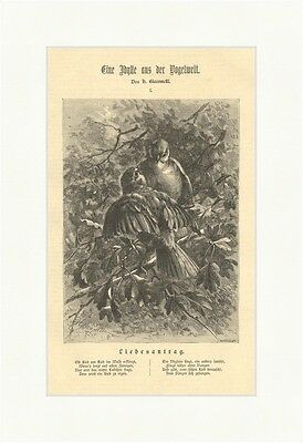 Eine Idylle aus der Vogelwelt. Liebesantrag Holzstich Vögel Hecke Blä E 1947