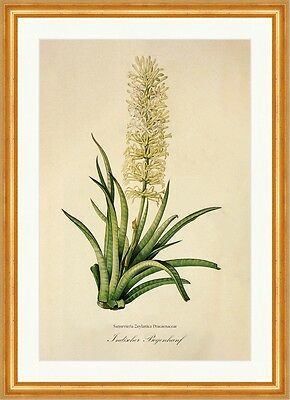 Indischer Bogenhanf Sansevieria Zeylanica Indian Groe Blte Redoute 042