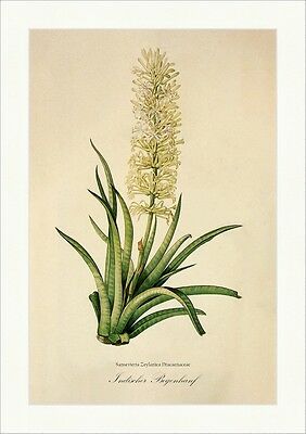sansevieria zeylanica - bogenhanf Bogenhanf kaufen | Sansevieria zeylanica