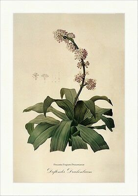 Duftender Drachenbaum Dracaena Fragrant Dragon Tree Dracaenaceae Redoute 080