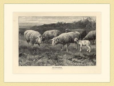 Eine Überraschung Schafe Hase  Gemälde von W. Gräbhein Holzstich II 300