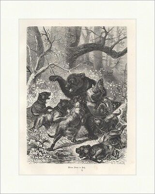 Meister Braun in Noth Bär Hunde Meute Wald Fr.Specht Holzstich JAGD ALBUM 044