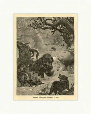Eingestellt Holzstich Wald Lichtung Wildschweine Wölfe Tiere Bäume E 1977