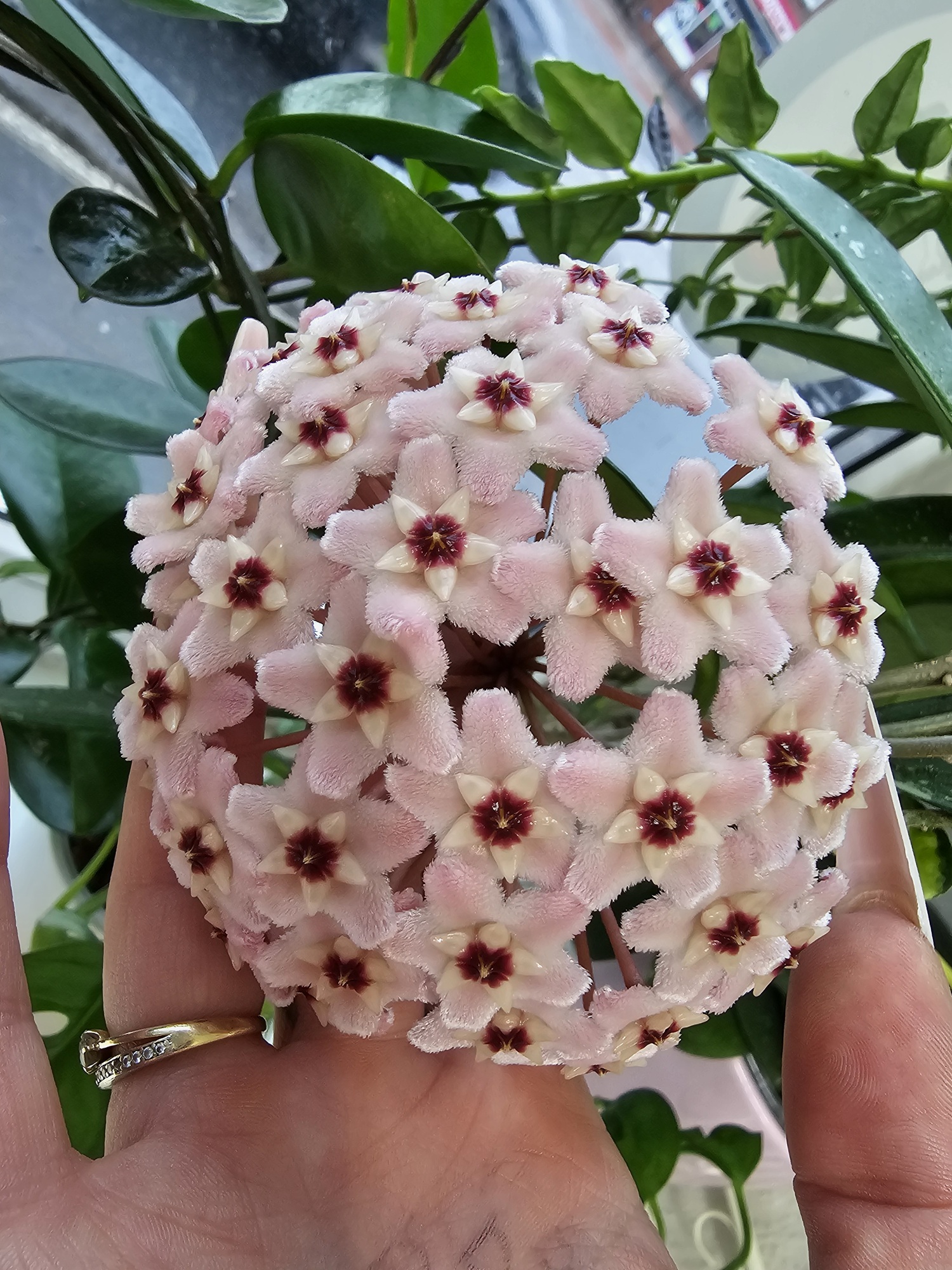 Hoya AH-074 green