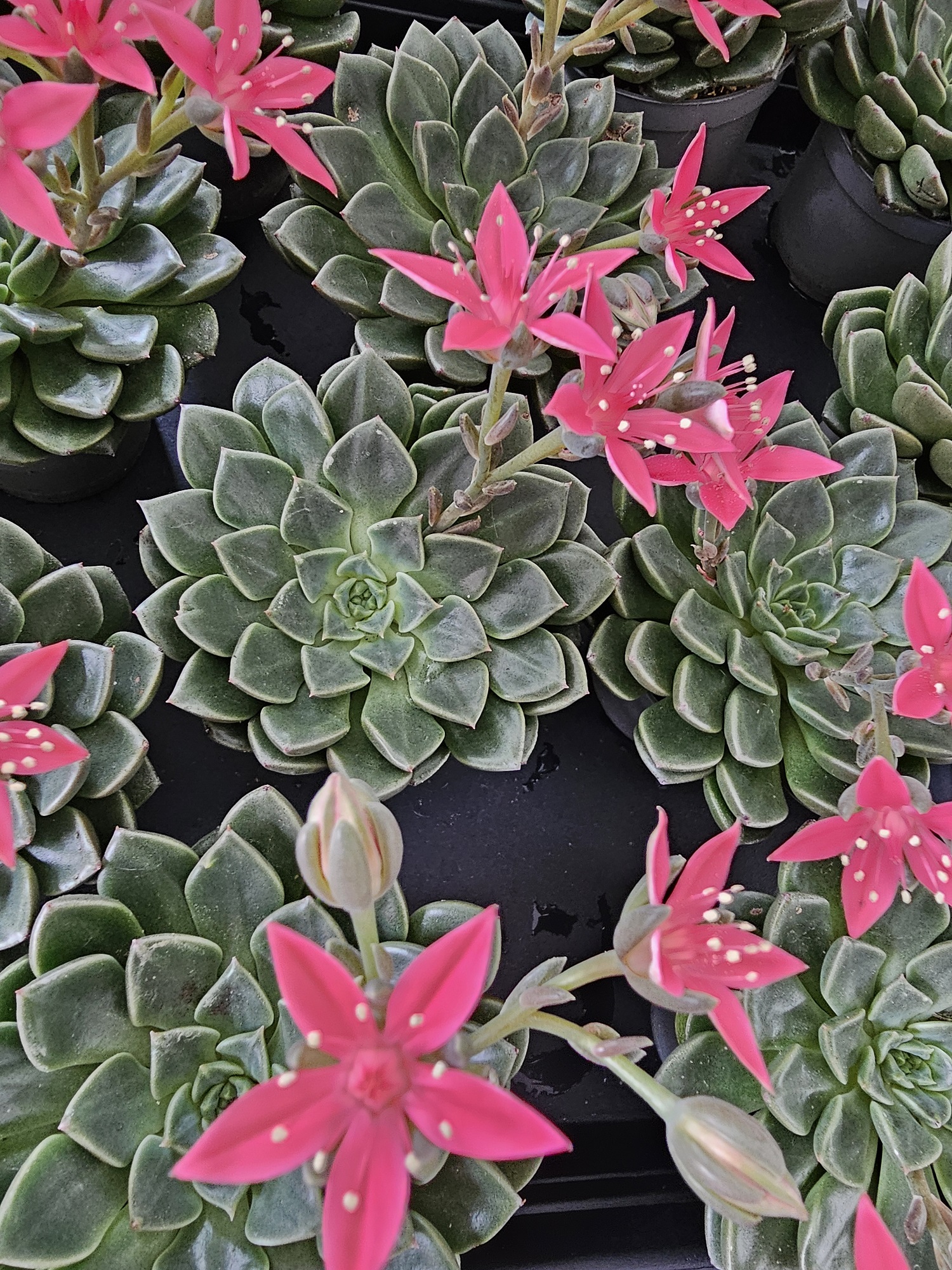 Graptopetalum bellum