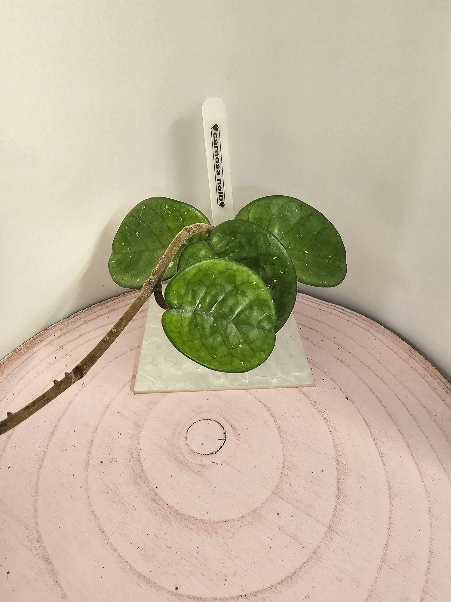 Hoya carnosa no ID