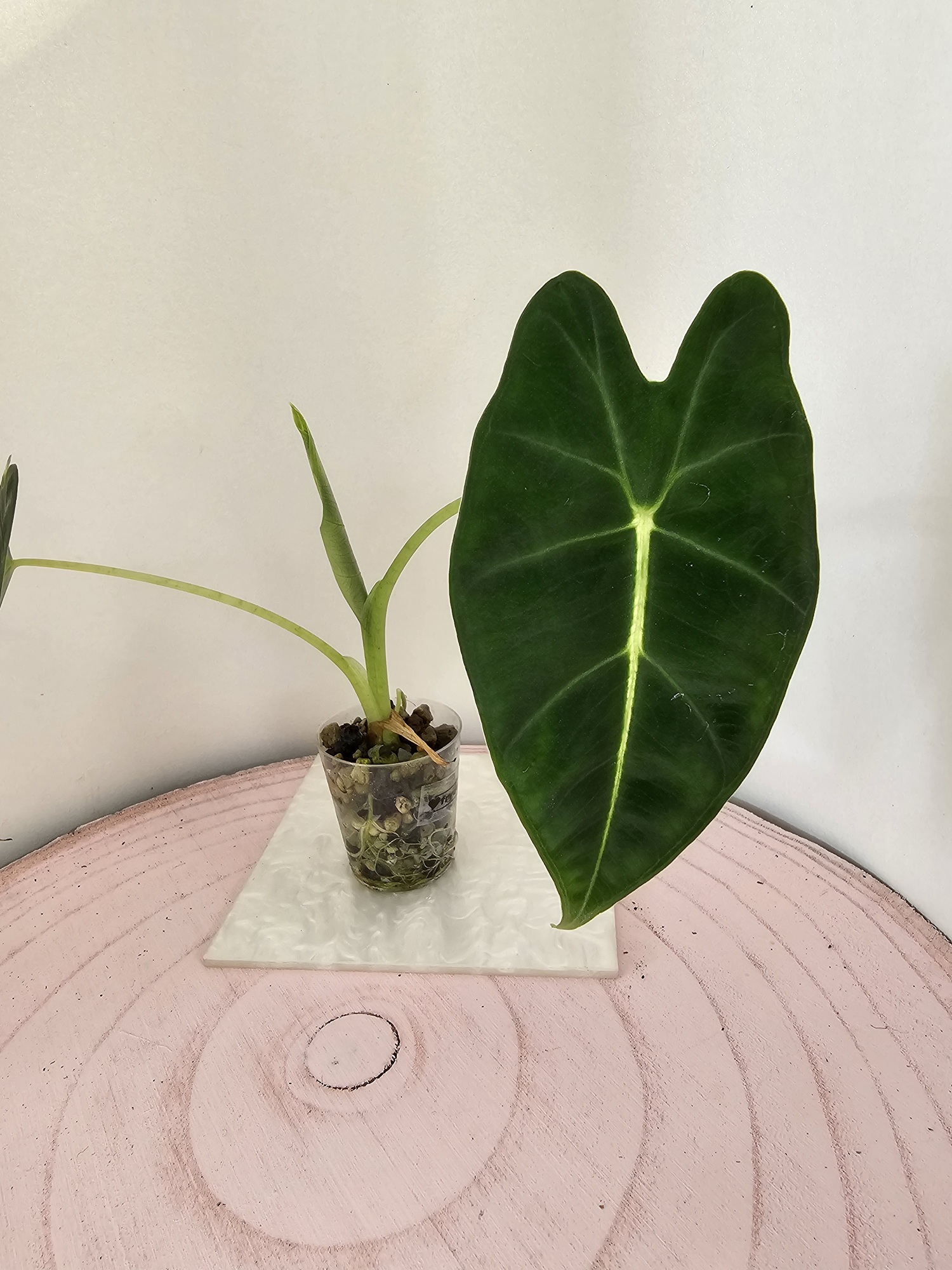 Alocasia frydek in Pon