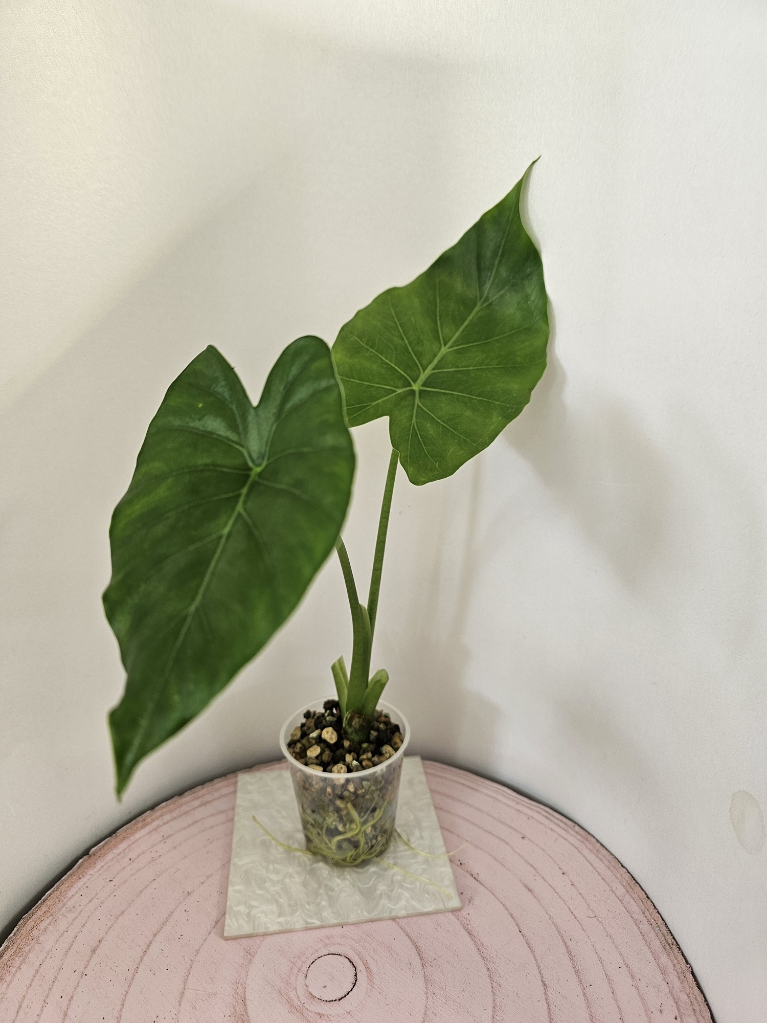 Alocasia gageana in Pon