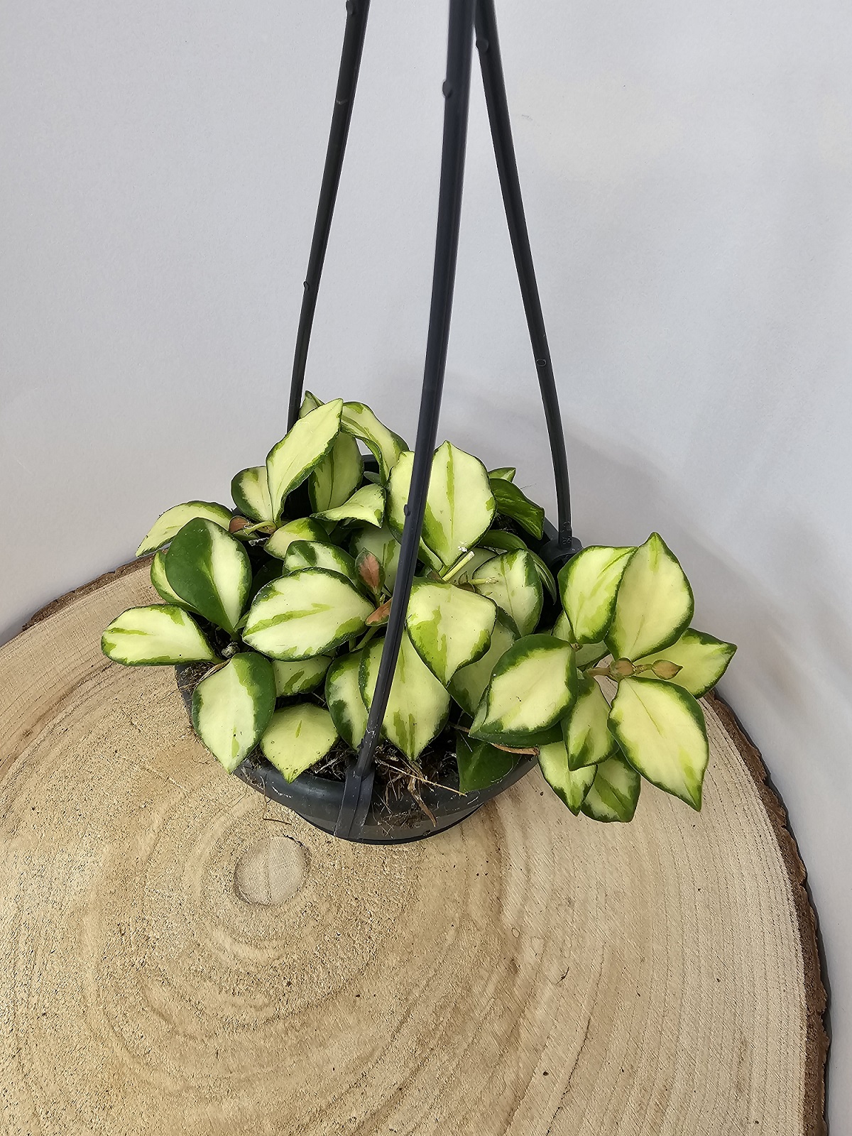 Hoya heuschkeliana variegata