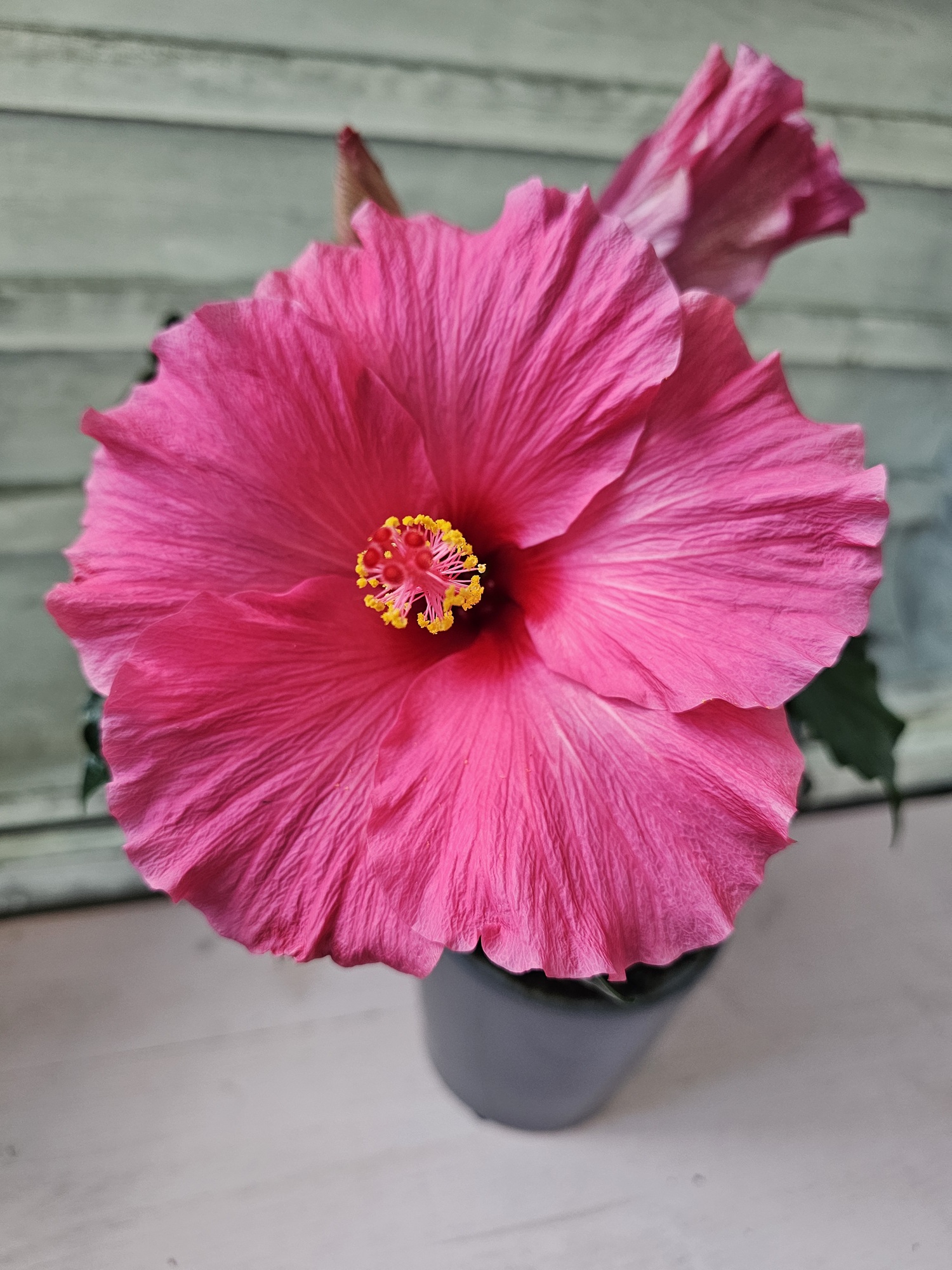 Hibiskus rosa-sinensis pink
