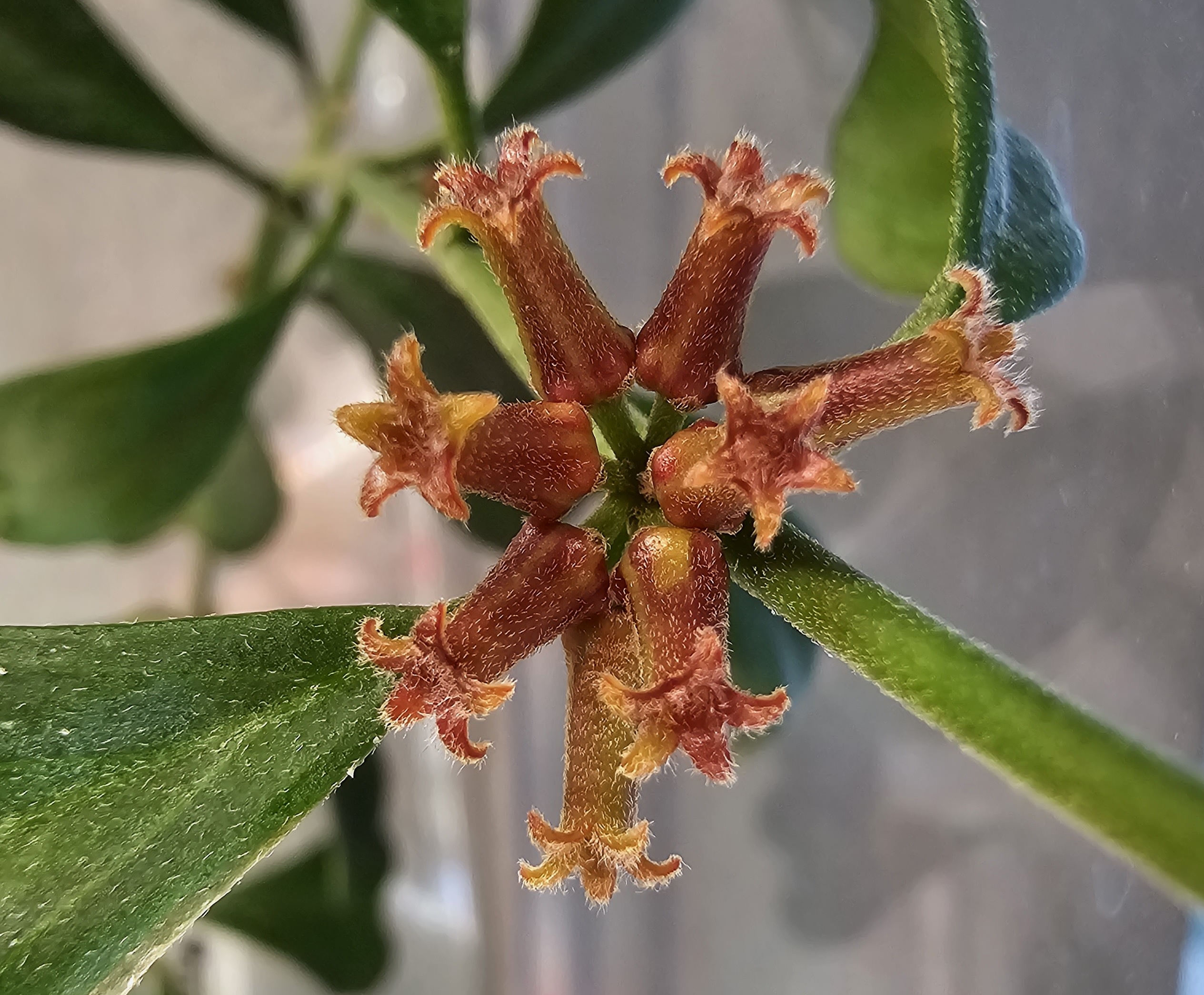 Hoya manipurensis