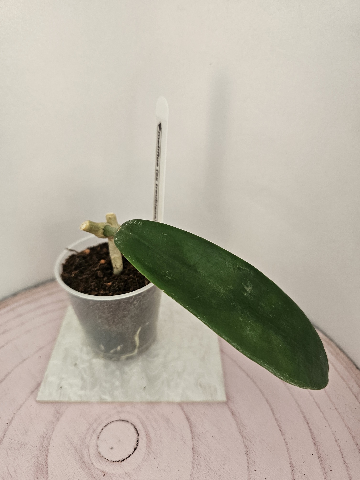 Hoya meliflua ex treubiana ex ssp. fraterna