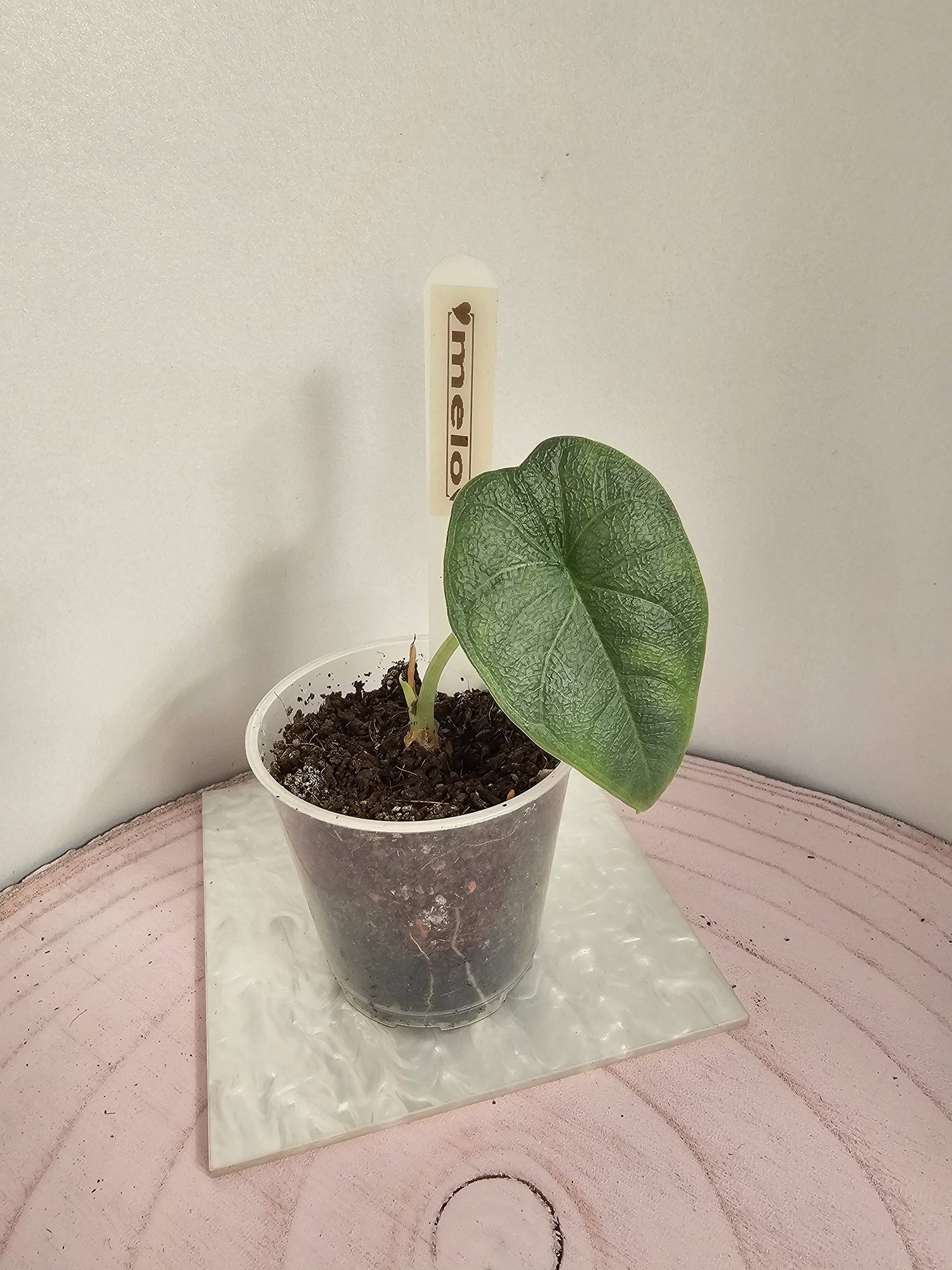 Alocasia melo