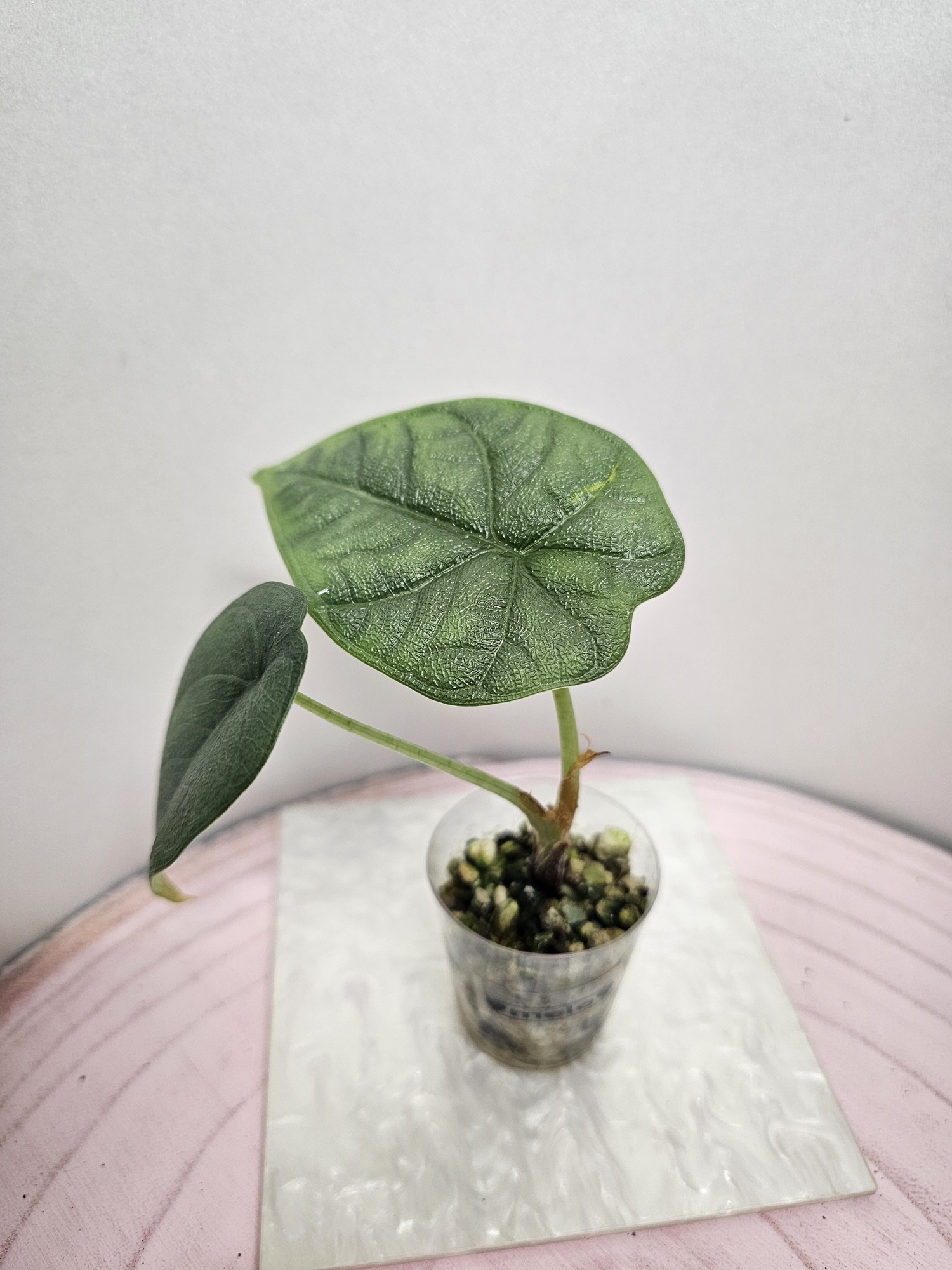 Alocasia melo in Pon