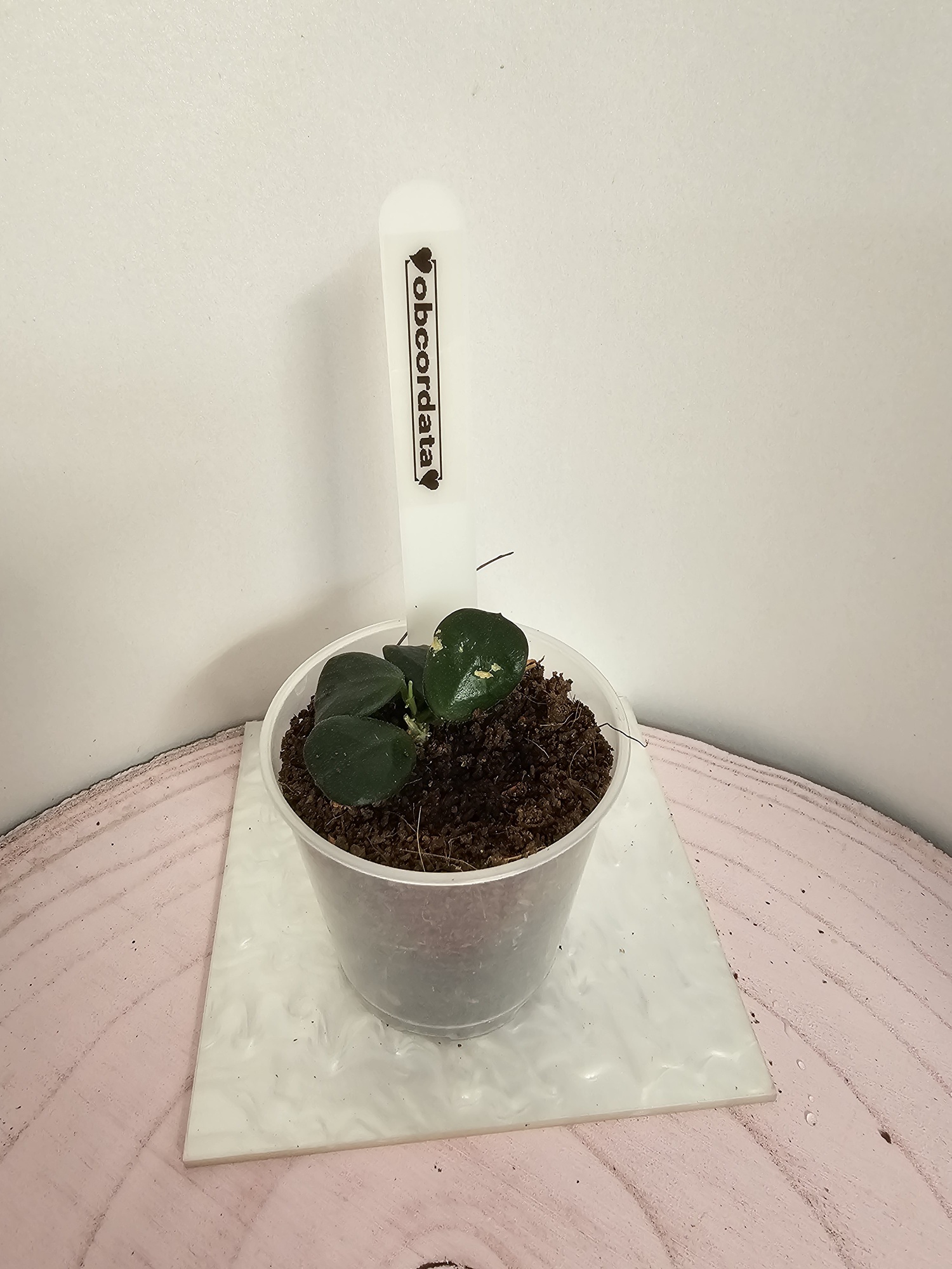 Hoya obcordata