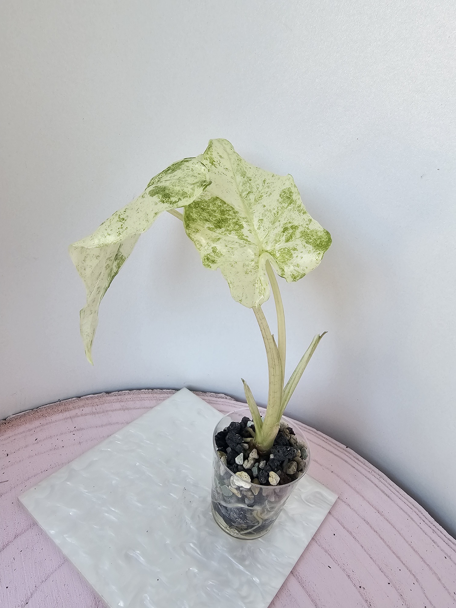 Alocasia macrorrhiza splash